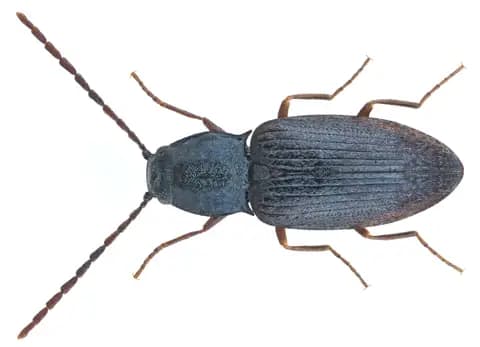 Family: Elateridae Size: 4,7 mm (4,4 to 4,7 mm) Origin: Europe, boreo alpine Ecology: lives in the sand and gravel from rivers Location: Austria, Tyrol, Oetztal Alps, Oetztal, Obergurgl, 2300 m leg.det. U.Schmidt, 5.VIII.1988 Photo: U.Schmidt, 2016
