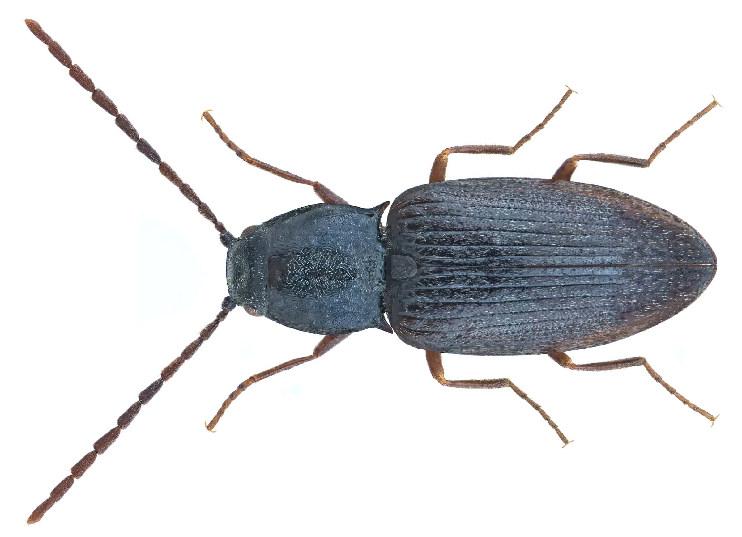 Family: Elateridae Size: 4,7 mm (4,4 to 4,7 mm) Origin: Europe, boreo alpine Ecology: lives in the sand and gravel from rivers Location: Austria, Tyrol, Oetztal Alps, Oetztal, Obergurgl, 2300 m leg.det. U.Schmidt, 5.VIII.1988 Photo: U.Schmidt, 2016